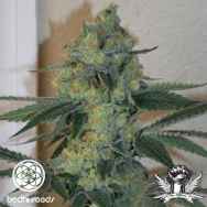 Bodhi Seeds Golden Triangle